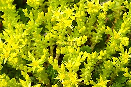 性質(zhì),鮮花,黃色