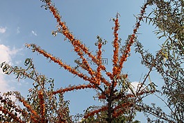 鼠李,水果,健康