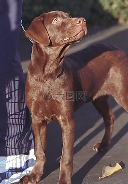 狗,拉布拉多犬,巧克力