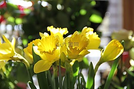 黃水仙,鮮花,春天