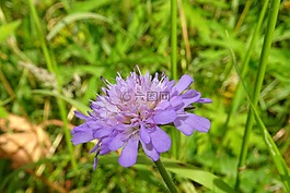紫,花,宏