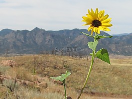 花,黃色,自然