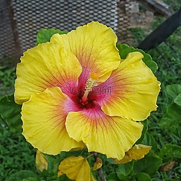 花,自然,槿