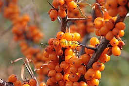 鼠李,水果,健康