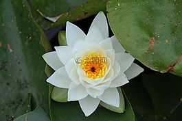 植物,花,熱帶