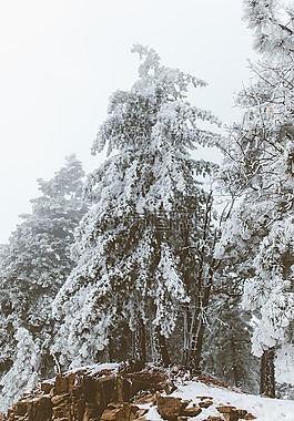 雪,冬天,白