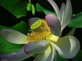 蓮花,花,粉紅色