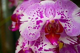 蘭花,紫色,花