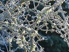 蘋果樹,分支機構(gòu),冬天