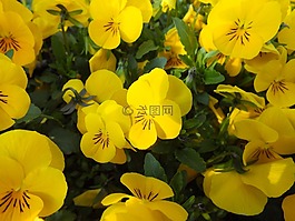 潘茜,鮮花,春天