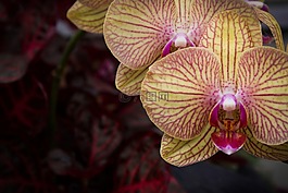 蘭花,黃色,粉紅色