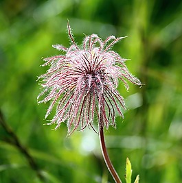 花,粉紅色,宏