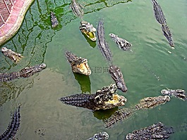 鱷魚,北欖府,泰國(guó)