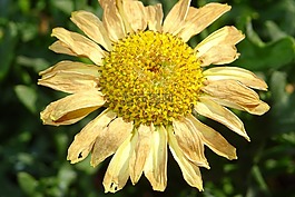 花,太陽(yáng),黃色