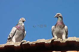 鴿子,屋頂,鳥(niǎo)