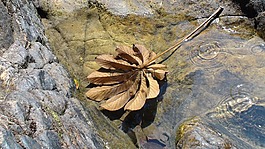 葉,水,瀑布