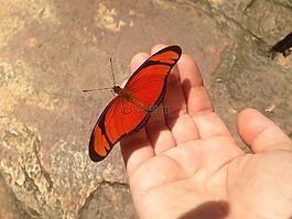 蝴蝶,手,性質(zhì)