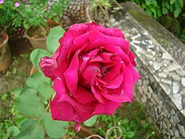 玫瑰,紅色,園藝