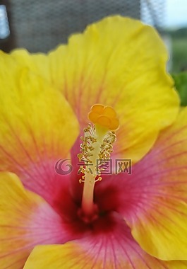 花,槿,自然