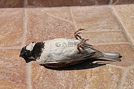 麻雀,死亡,鳥