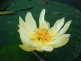 蓮花,花,水