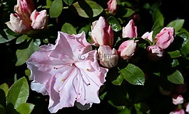 粉红色的杜鹃花,芽,花