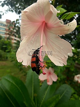 红色,甲虫，昆虫,斑蝥pustulata