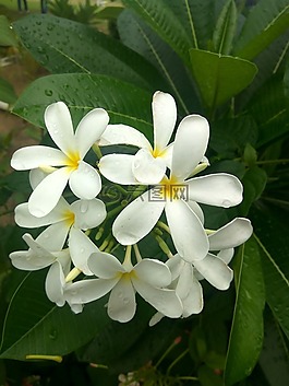 白,鮮花,束