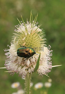 甲虫,甲虫，昆虫,cutleaf