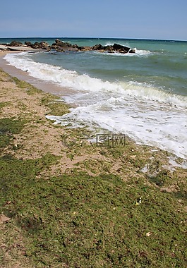 藻類,海灘,覆蓋