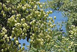水果,金,欒樹(shù)