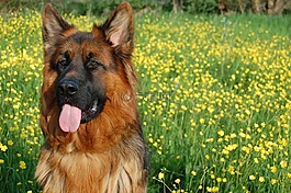 德國(guó)牧羊犬,朋友,長(zhǎng)發(fā)