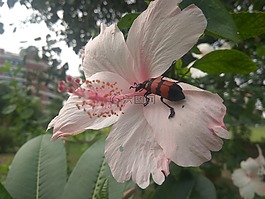 红色,甲虫，昆虫,斑蝥pustulata