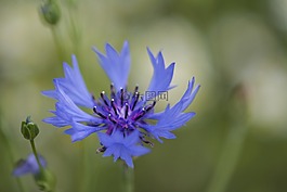 矢車菊,藍色,綻放