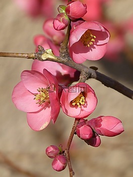 florir,花,性質(zhì)