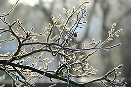分支機(jī)構(gòu),雪,冬天