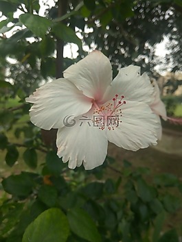 花,白,植物