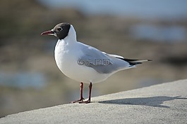 海鷗,燕鷗,動物