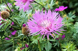 花,开花,diestel