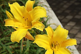 花卉,植物,黃色花
