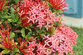 花卉,植物,黃色花