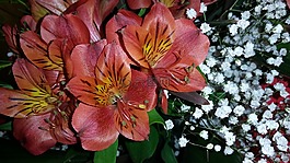 鮮花,春,春天的花朵