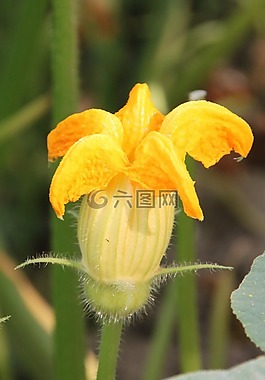 鮮花,瓜,南瓜