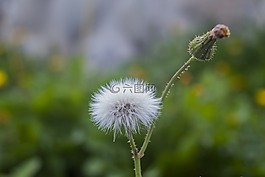 蒲公英矮人,性質(zhì),植物
