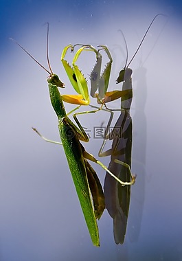 螳螂,mantid,昆虫
