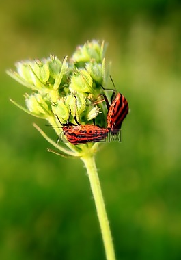 黑,bug,特寫(xiě)
