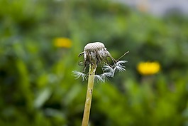 蒲公英老,性質(zhì),蒲公英
