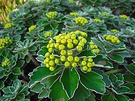 海灘的媽媽,芽,黃色