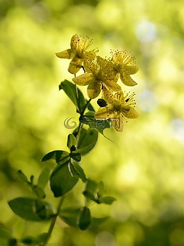 宏,黃色,花卉