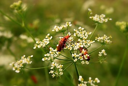 黑,bug,特寫(xiě)